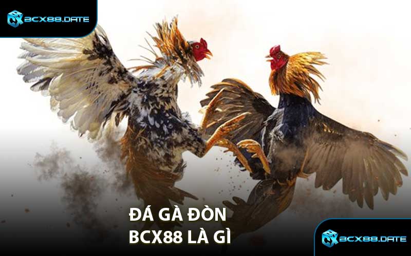 Đá Gà Đòn BCX88 Là Gì