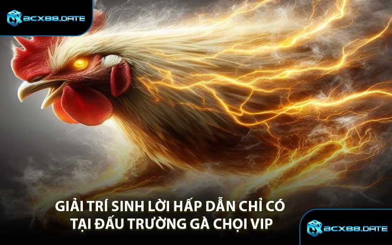 Giải Trí Sinh Lời Hấp Dẫn Chỉ Có Tại Đấu Trường Gà Chọi VIP