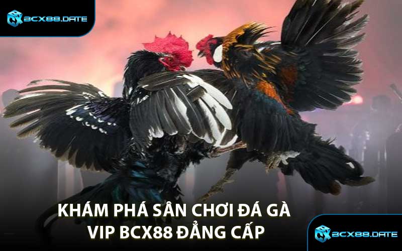 Khám Phá Sân Chơi Đá Gà VIP BCX88 Đẳng Cấp