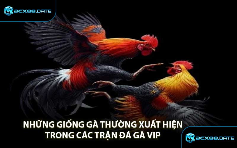Những Giống Gà Thường Xuất Hiện Trong Các Trận Đá Gà VIP 