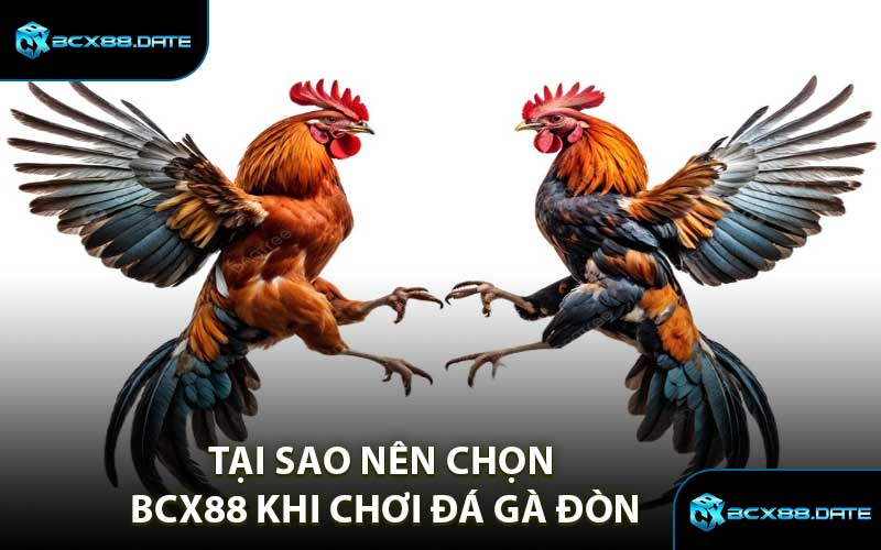 Tại Sao Nên Chọn BCX88 Khi Chơi Đá Gà Đòn